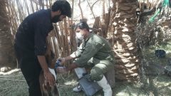 آغاز واکسیناسیون رایگان ۴۵۰۰۰ راس دام سبک شهرستان فهرج بر علیه بیماری ppr