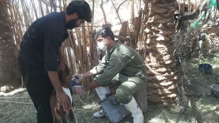 آغاز واکسیناسیون رایگان ۴۵۰۰۰ راس دام سبک شهرستان فهرج بر علیه بیماری ppr