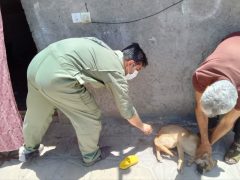 واکسیناسیون سگ های گله و نگهبان بر علیه بیماری هاری در فهرج