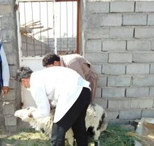 اجرای طرح ویژه نظارت بهداشتی بر دام های قربانی در عید سعید قربان