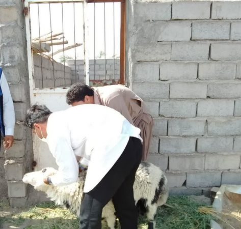 اجرای طرح ویژه نظارت بهداشتی بر دام های قربانی در عید سعید قربان