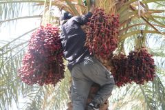 جشن میدانی برداشت خرما در فهرج