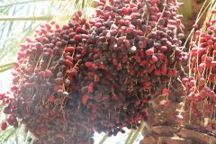 جشنواره برداشت محصول خرما در فهرج