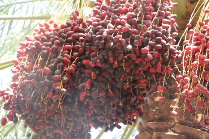 جشنواره برداشت محصول خرما در فهرج