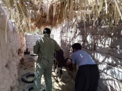 واکسیناسیون جمعیت دام های سبک و سنگین در فهرج