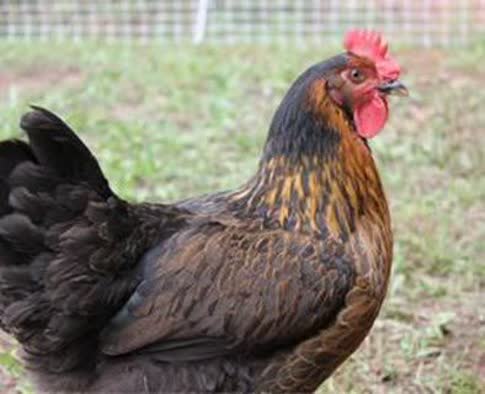 واکسیناسیون ۲۵ هزار قطعه طیور بومی در فهرج