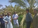 سرخرطومی حنایی در نخلستان‌های ده‌فهردین شناسایی شد