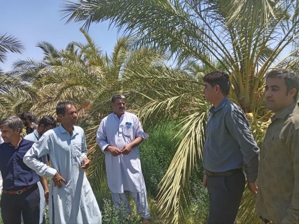 سرخرطومی حنایی در نخلستان‌های ده‌فهردین شناسایی شد