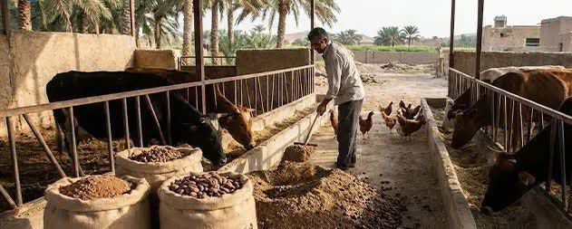 مدیریت جیره غذایی دام در فصل خرما ضروری است
